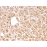Immunohistochemistry - Anti-LMO2 Antibody [rLMO2/1971] - BSA and Azide free (A252414) - Antibodies.com