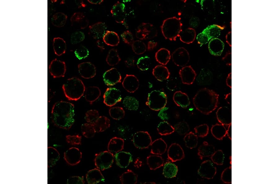 Immunofluorescence - Anti-LMO2 Antibody [LMO2/3147R] - BSA and Azide free (A252416) - Antibodies.com