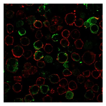 Immunofluorescence - Anti-LMO2 Antibody [LMO2/3147R] - BSA and Azide free (A252416) - Antibodies.com