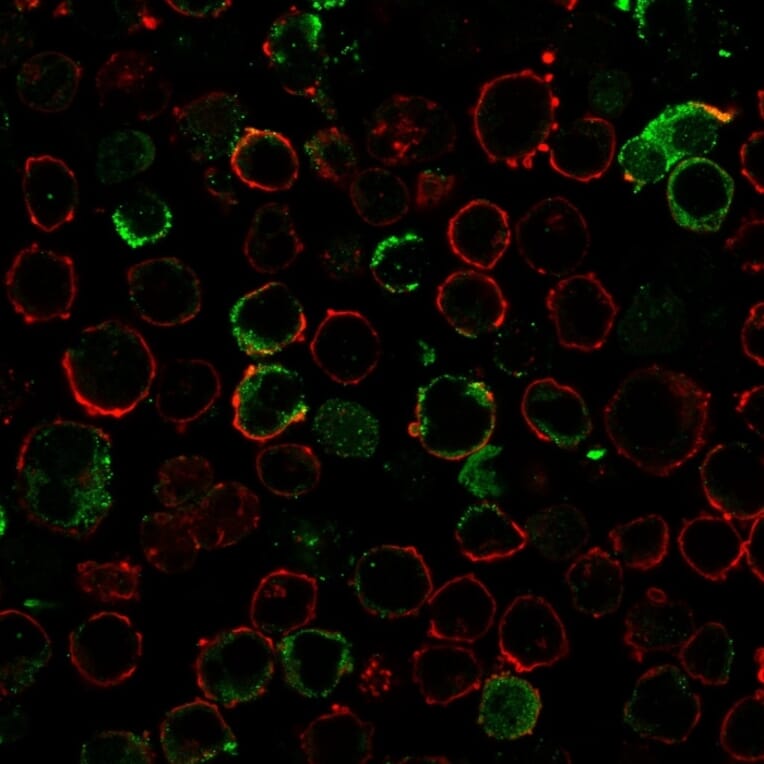 Immunofluorescence - Anti-LMO2 Antibody [LMO2/3147R] - BSA and Azide free (A252416) - Antibodies.com