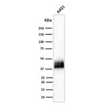 Western Blot - Anti-TROP2 Antibody [TACSTD2/2151] - BSA and Azide free (A252419) - Antibodies.com