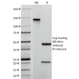 SDS-PAGE - Anti-TROP2 Antibody [TACSTD2/2152] - BSA and Azide free (A252420) - Antibodies.com
