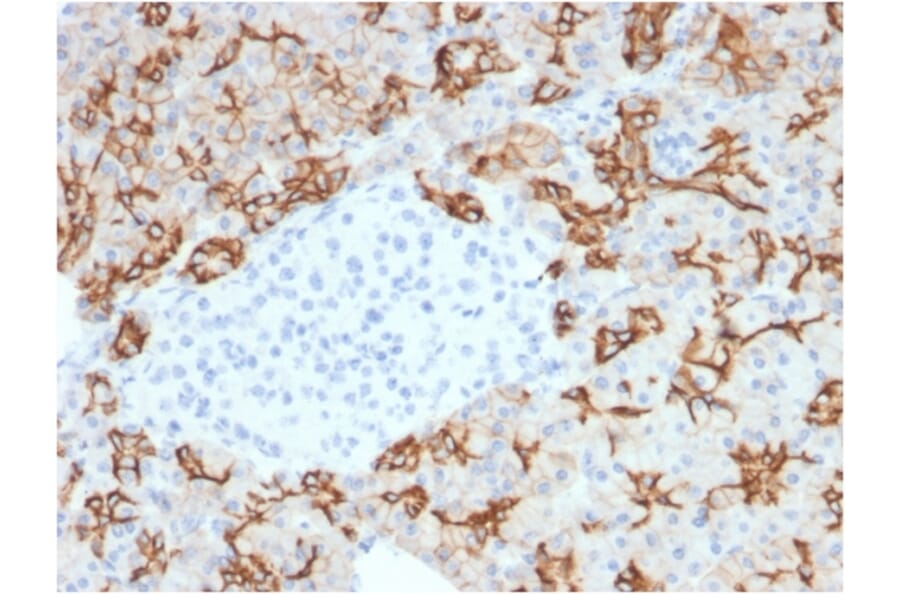 Immunohistochemistry - Anti-TROP2 Antibody [TACSTD2/2153] - BSA and Azide free (A252421) - Antibodies.com