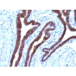 Immunohistochemistry - Anti-EpCAM Antibody [EGP40/1110] - BSA and Azide free (A252423) - Antibodies.com