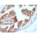 Immunohistochemistry - Anti-EpCAM Antibody [EGP40/1110] - BSA and Azide free (A252423) - Antibodies.com