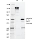 SDS-PAGE - Anti-EpCAM Antibody [EGP40/1110] - BSA and Azide free (A252423) - Antibodies.com