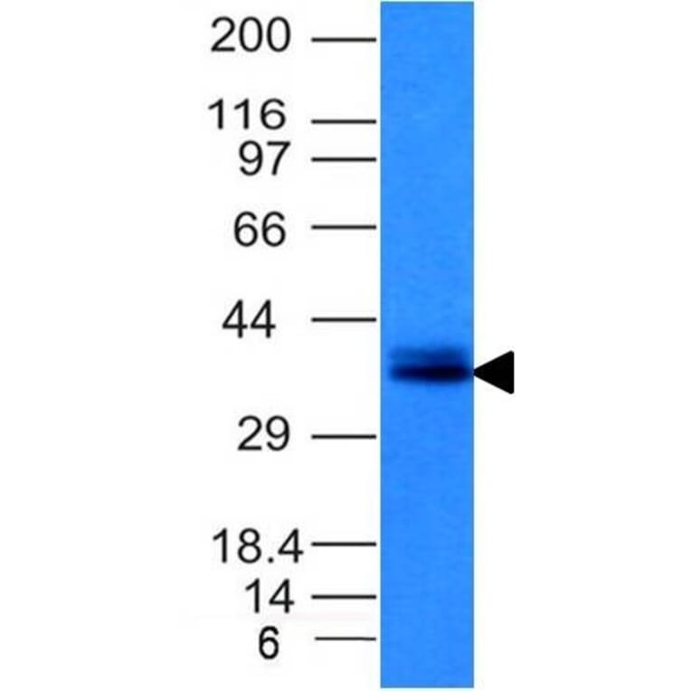 Western Blot - Anti-EpCAM Antibody [EGP40/1120] - BSA and Azide free (A252424) - Antibodies.com