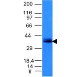 Western Blot - Anti-EpCAM Antibody [EGP40/1120] - BSA and Azide free (A252424) - Antibodies.com