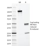 SDS-PAGE - Anti-EpCAM Antibody [EGP40/1372] - BSA and Azide free (A252426) - Antibodies.com