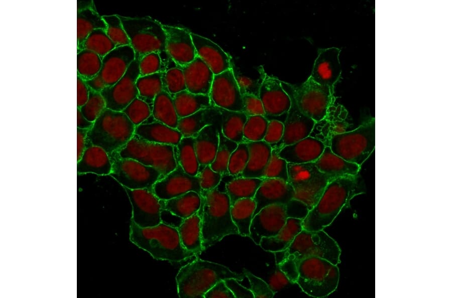 Immunofluorescence - Anti-EpCAM Antibody [EGP40/1372] - BSA and Azide free (A252426) - Antibodies.com