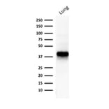 Western Blot - Anti-EpCAM Antibody [EGP40/1373] - BSA and Azide free (A252427) - Antibodies.com