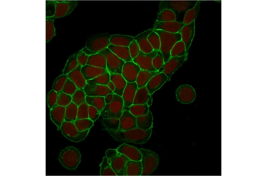 Immunofluorescence - Anti-EpCAM Antibody [EGP40/1373] - BSA and Azide free (A252427) - Antibodies.com