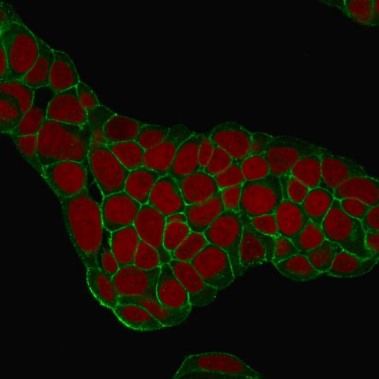 Immunofluorescence - Anti-EpCAM Antibody [EGP40/1384] - BSA and Azide free (A252428) - Antibodies.com