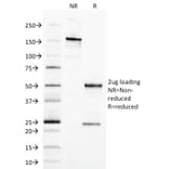 SDS-PAGE - Anti-EpCAM Antibody [EGP40/1798] - BSA and Azide free (A252429) - Antibodies.com