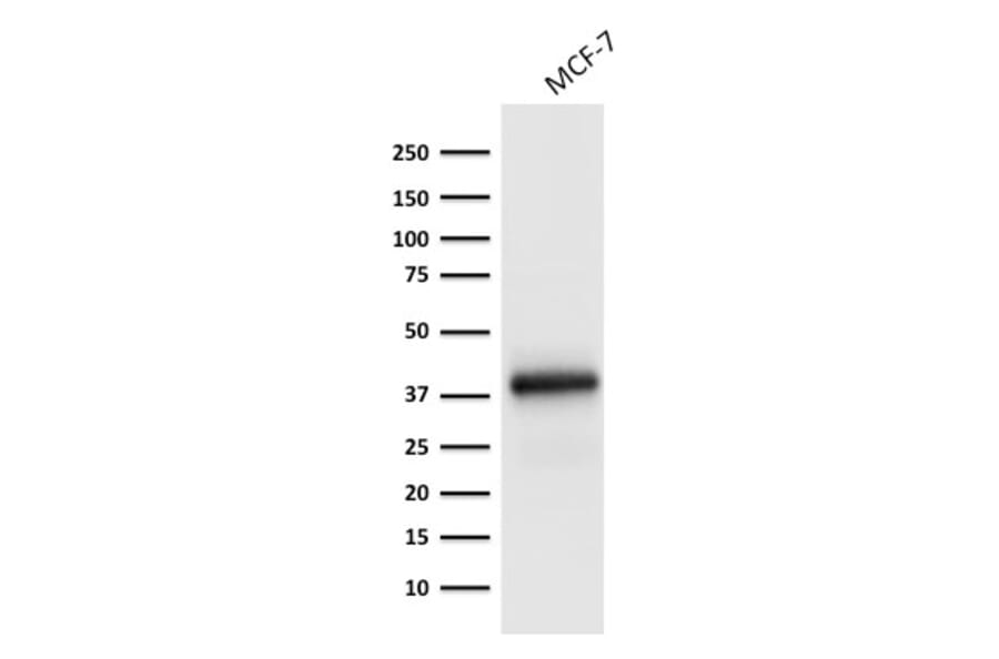 Western Blot - Anti-EpCAM Antibody [EGP40/1798] - BSA and Azide free (A252429) - Antibodies.com