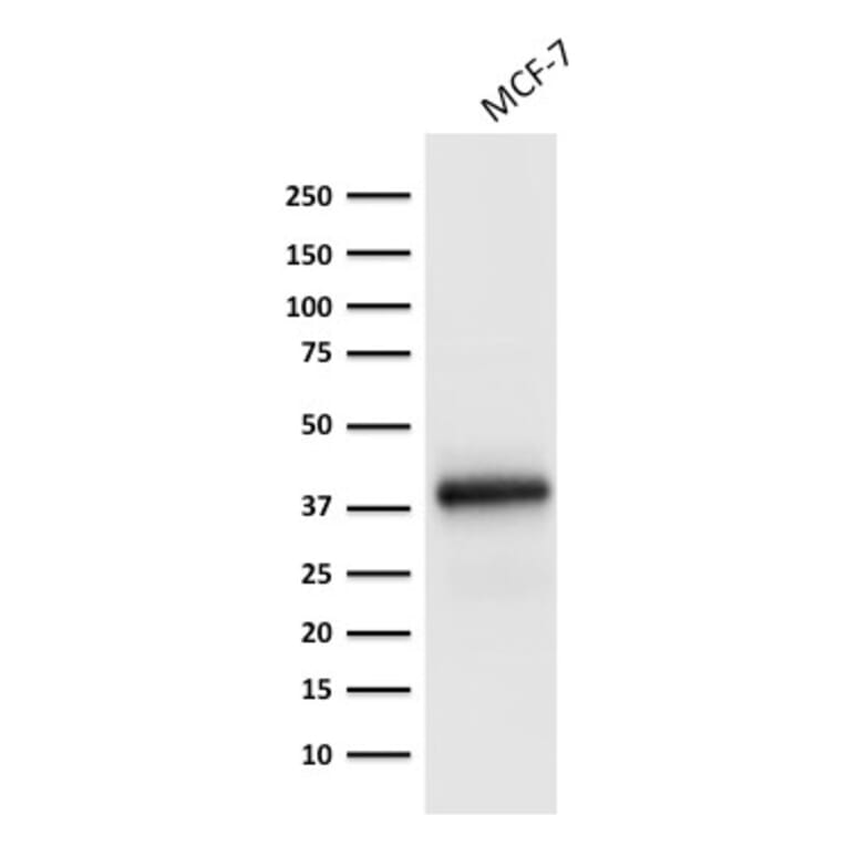 Western Blot - Anti-EpCAM Antibody [EGP40/1798] - BSA and Azide free (A252429) - Antibodies.com