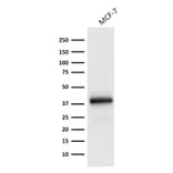 Western Blot - Anti-EpCAM Antibody [EGP40/1798] - BSA and Azide free (A252429) - Antibodies.com