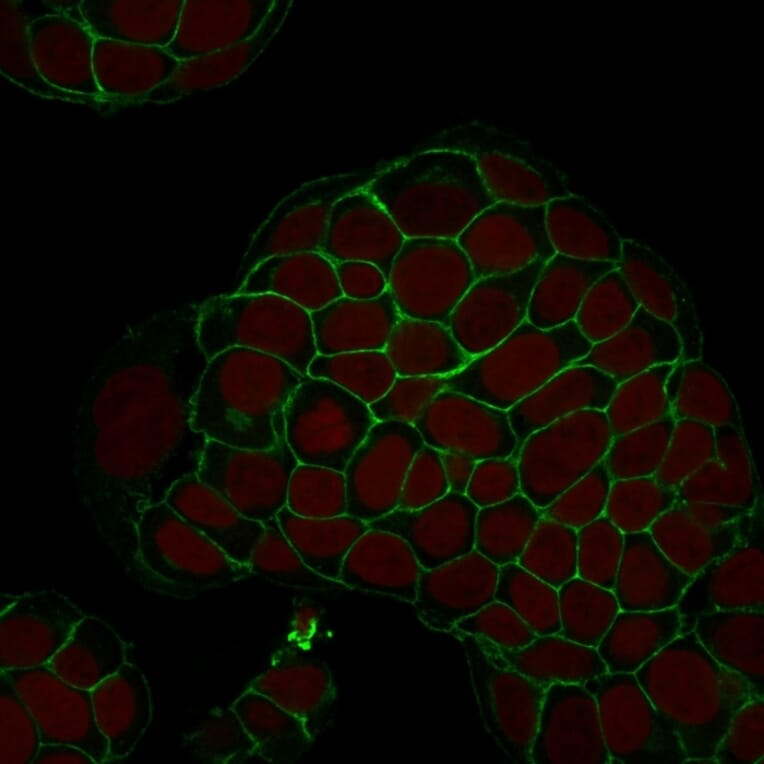 Immunofluorescence - Anti-EpCAM Antibody [EGP40/1798] - BSA and Azide free (A252429) - Antibodies.com