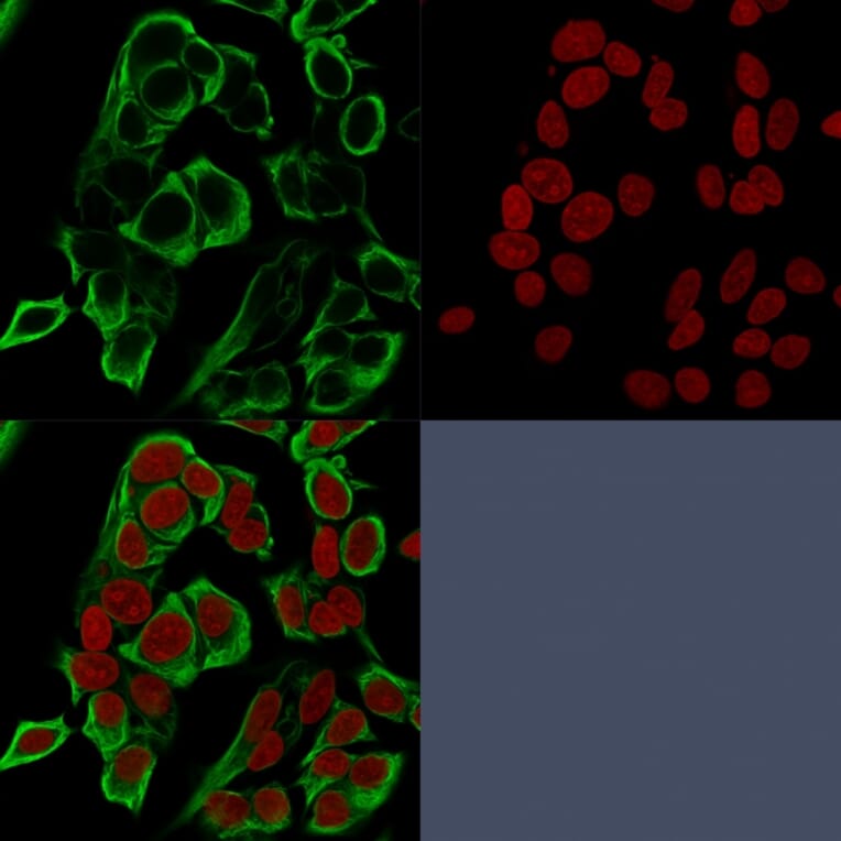 Immunofluorescence - Anti-EpCAM Antibody [rMOC-31] - BSA and Azide free (A252429) - Antibodies.com