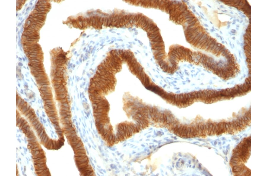 Immunohistochemistry - Anti-EpCAM Antibody [VU-1D9] - BSA and Azide free (A252431) - Antibodies.com
