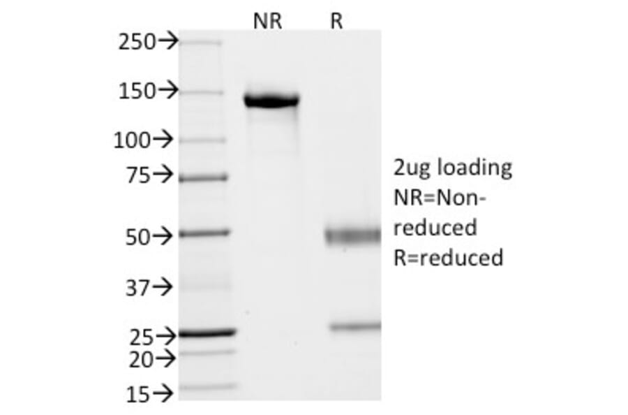 SDS-PAGE - Anti-EpCAM Antibody [VU-1D9] - BSA and Azide free (A252431) - Antibodies.com