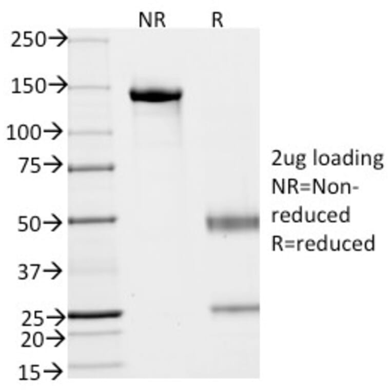 SDS-PAGE - Anti-EpCAM Antibody [VU-1D9] - BSA and Azide free (A252431) - Antibodies.com