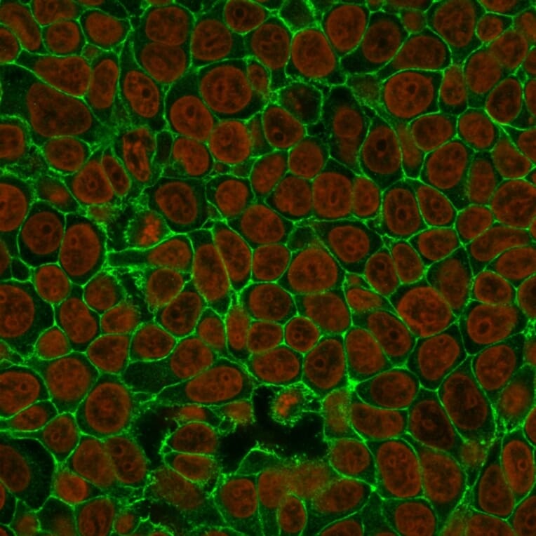 Immunofluorescence - Anti-EpCAM Antibody [VU-1D9] - BSA and Azide free (A252431) - Antibodies.com
