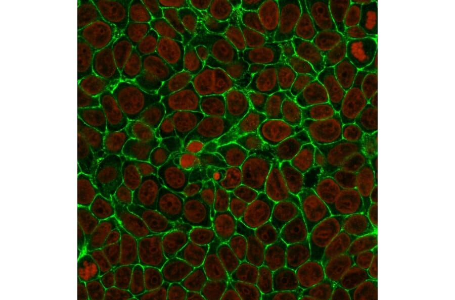 Immunofluorescence - Anti-EpCAM Antibody [SPM134] - BSA and Azide free (A252432) - Antibodies.com