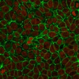 Immunofluorescence - Anti-EpCAM Antibody [SPM134] - BSA and Azide free (A252432) - Antibodies.com