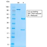 SDS-PAGE - Anti-EpCAM Antibody [rVU-1D9] - BSA and Azide free (A249253) - Antibodies.com