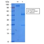 SDS-PAGE - Anti-EpCAM Antibody [rEGP40/1372] - BSA and Azide free (A252434) - Antibodies.com