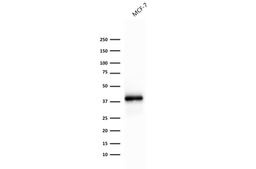 Western Blot - Anti-EpCAM Antibody [rEGP40/1372] - BSA and Azide free (A252434) - Antibodies.com