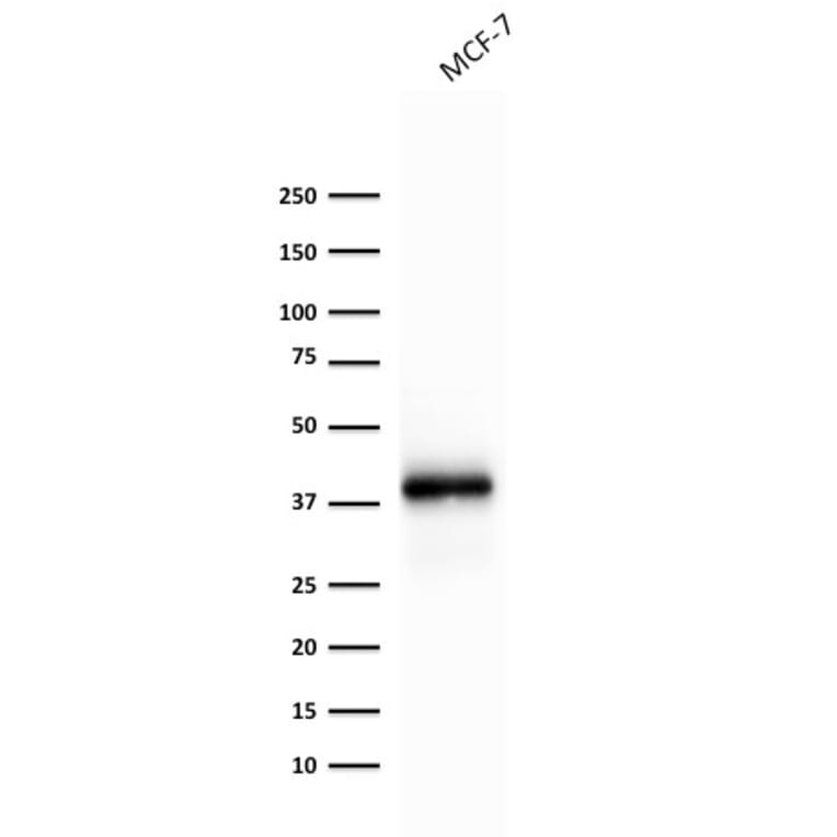 Western Blot - Anti-EpCAM Antibody [rEGP40/1372] - BSA and Azide free (A252434) - Antibodies.com