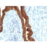 Immunohistochemistry - Anti-EpCAM Antibody [rEGP40/1110] - BSA and Azide free (A252435) - Antibodies.com