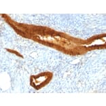 Immunohistochemistry - Anti-EpCAM Antibody [MOC-31] - BSA and Azide free (A252437) - Antibodies.com