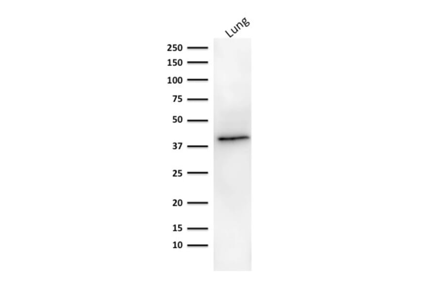 Western Blot - Anti-EpCAM Antibody [MOC-31] - BSA and Azide free (A252437) - Antibodies.com