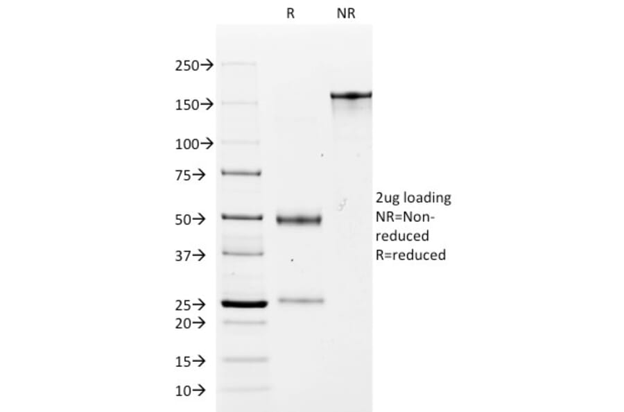 SDS-PAGE - Anti-EpCAM Antibody [MOC-31] - BSA and Azide free (A252437) - Antibodies.com