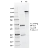 SDS-PAGE - Anti-EpCAM Antibody [323/A3] - BSA and Azide free (A252439) - Antibodies.com