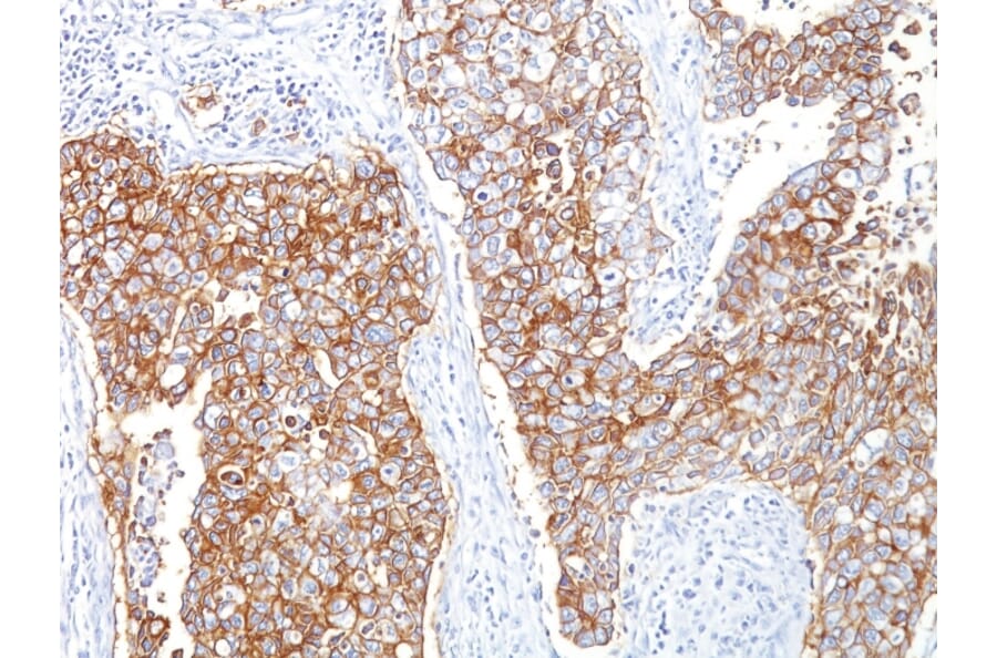 Immunohistochemistry - Anti-EpCAM Antibody [HEA125] - BSA and Azide free (A252440) - Antibodies.com