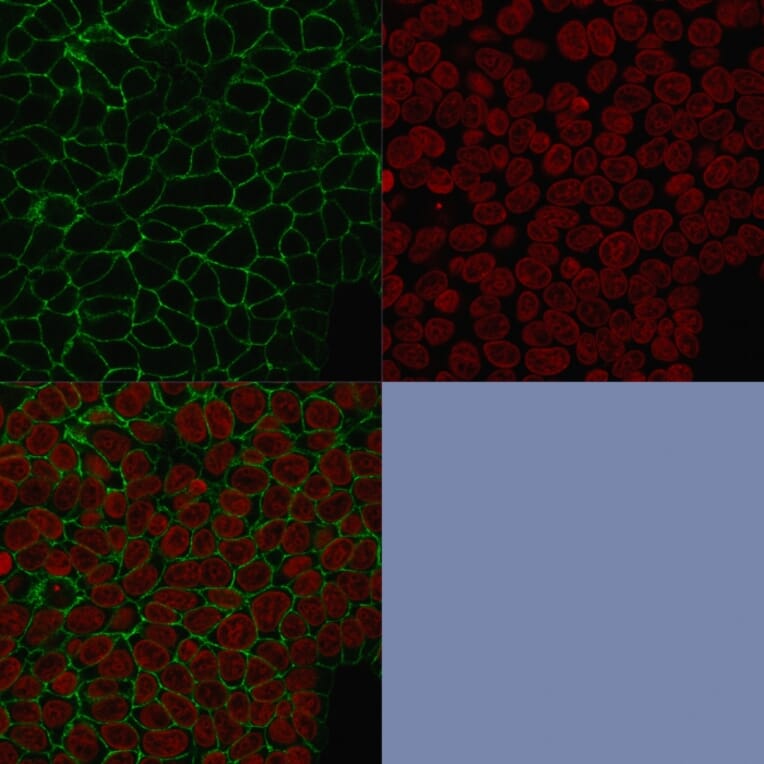 Immunofluorescence - Anti-EpCAM Antibody [HEA125] - BSA and Azide free (A252439) - Antibodies.com