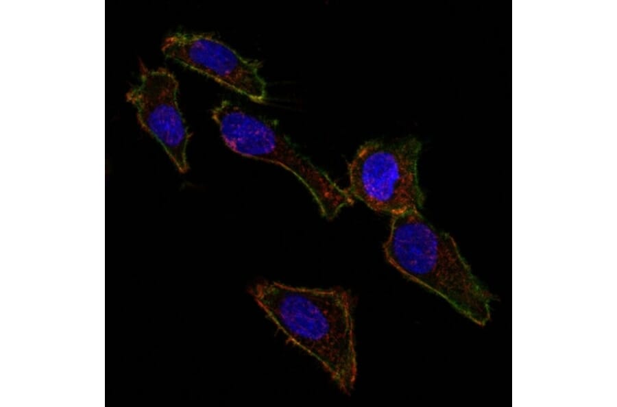 Immunofluorescence - Anti-EpCAM Antibody [EGP40/826] - BSA and Azide free (A252441) - Antibodies.com