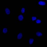 Immunofluorescence - Anti-EpCAM Antibody [EGP40/826] - BSA and Azide free (A252441) - Antibodies.com