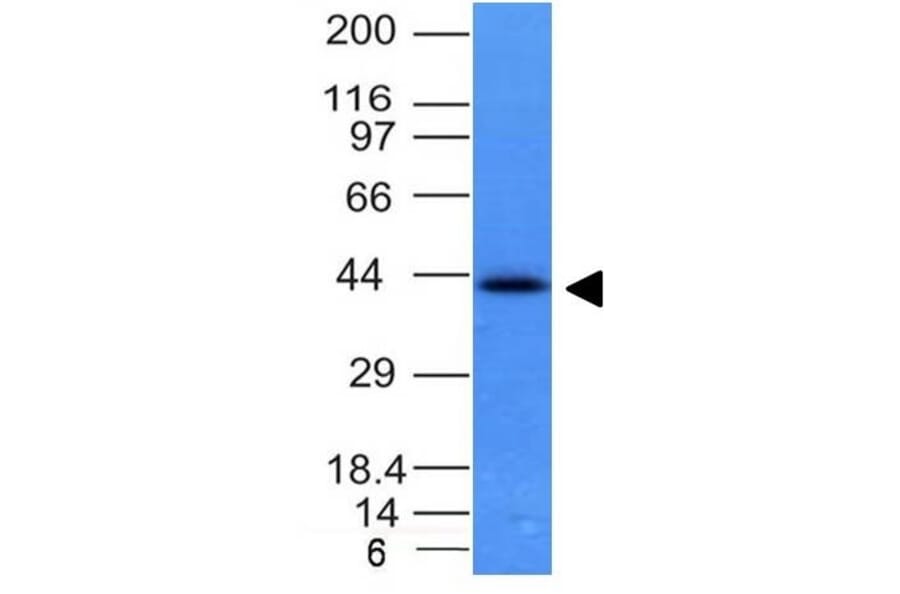 Western Blot - Anti-EpCAM Antibody [EGP40/837] - BSA and Azide free (A252442) - Antibodies.com