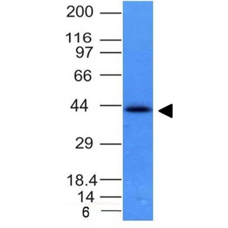 Western Blot - Anti-EpCAM Antibody [EGP40/837] - BSA and Azide free (A252442) - Antibodies.com