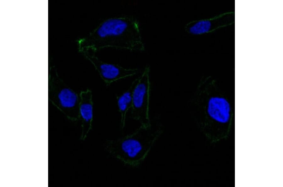 Immunofluorescence - Anti-EpCAM Antibody [EGP40/837] - BSA and Azide free (A252442) - Antibodies.com