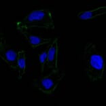 Immunofluorescence - Anti-EpCAM Antibody [EGP40/837] - BSA and Azide free (A252442) - Antibodies.com