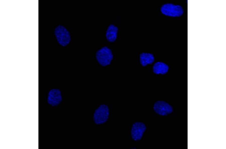 Immunofluorescence - Anti-EpCAM Antibody [EGP40/837] - BSA and Azide free (A252442) - Antibodies.com