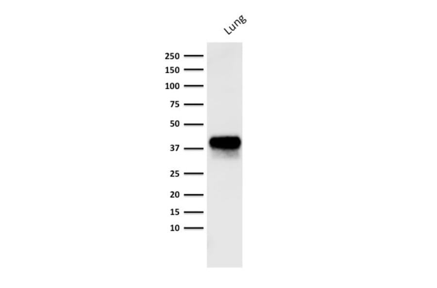 Western Blot - Anti-EpCAM Antibody [PAN-EpCAM] - BSA and Azide free (A252443) - Antibodies.com