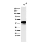 Western Blot - Anti-EpCAM Antibody [PAN-EpCAM] - BSA and Azide free (A252443) - Antibodies.com