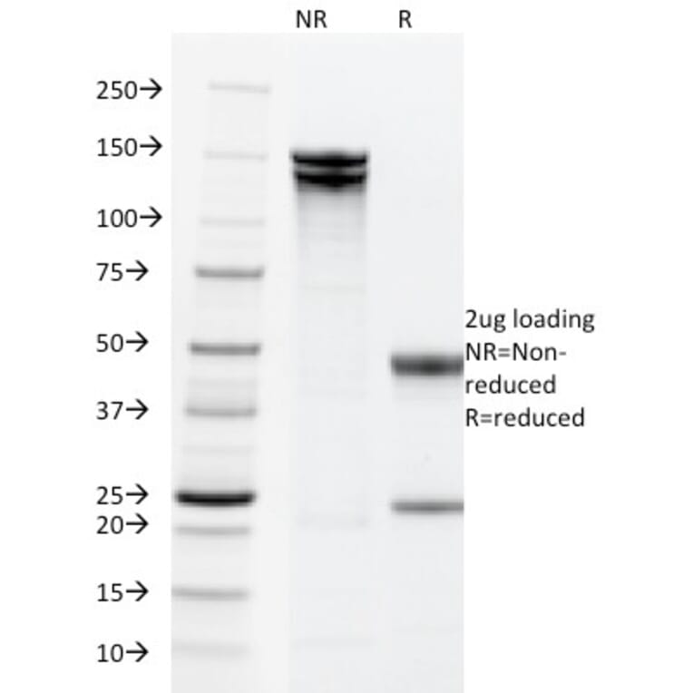 SDS-PAGE - Anti-EpCAM Antibody [PAN-EpCAM] - BSA and Azide free (A252443) - Antibodies.com